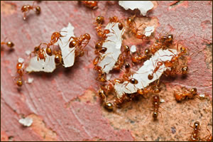 Texas Crazy Ant