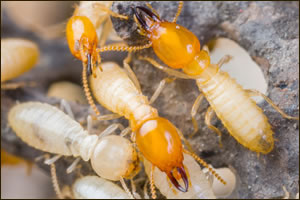 Highlands Ranch CO Pest Control