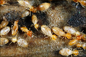 Pacifica CA Pest Control