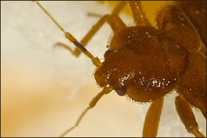 Bed Bug Control Extermination