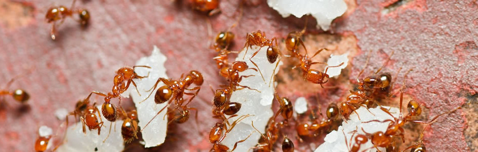 fire-ant-control